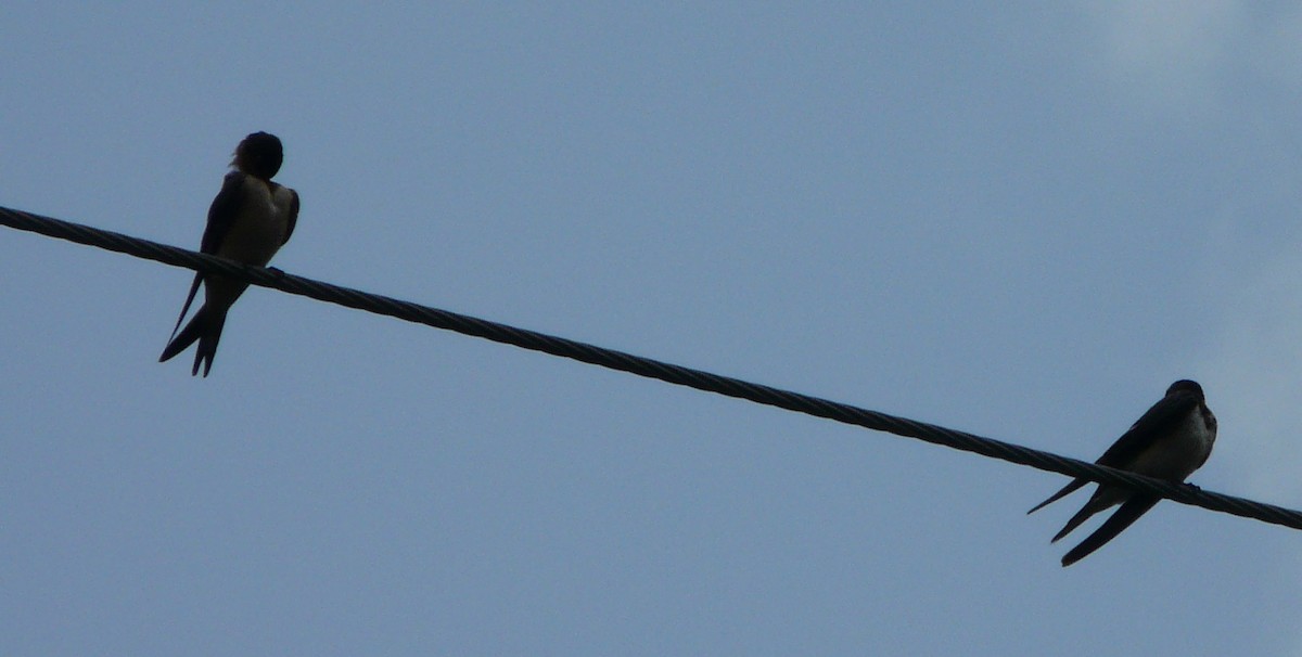 Barn Swallow (American) - ML359001001
