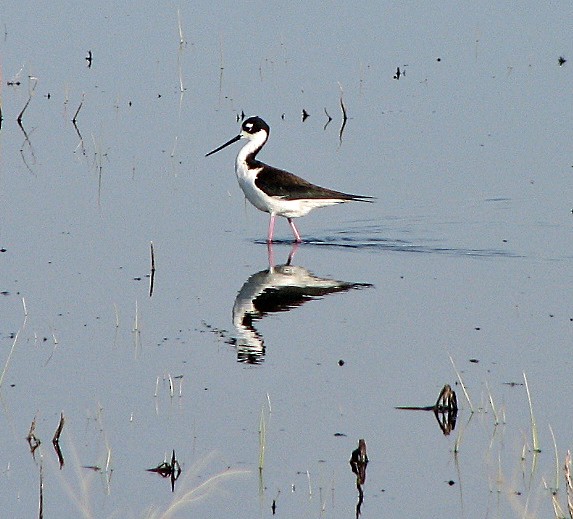 Black-necked Stilt - ML35900121