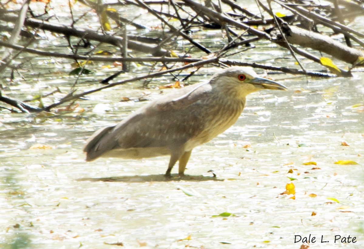 Black-crowned Night Heron - Dale Pate