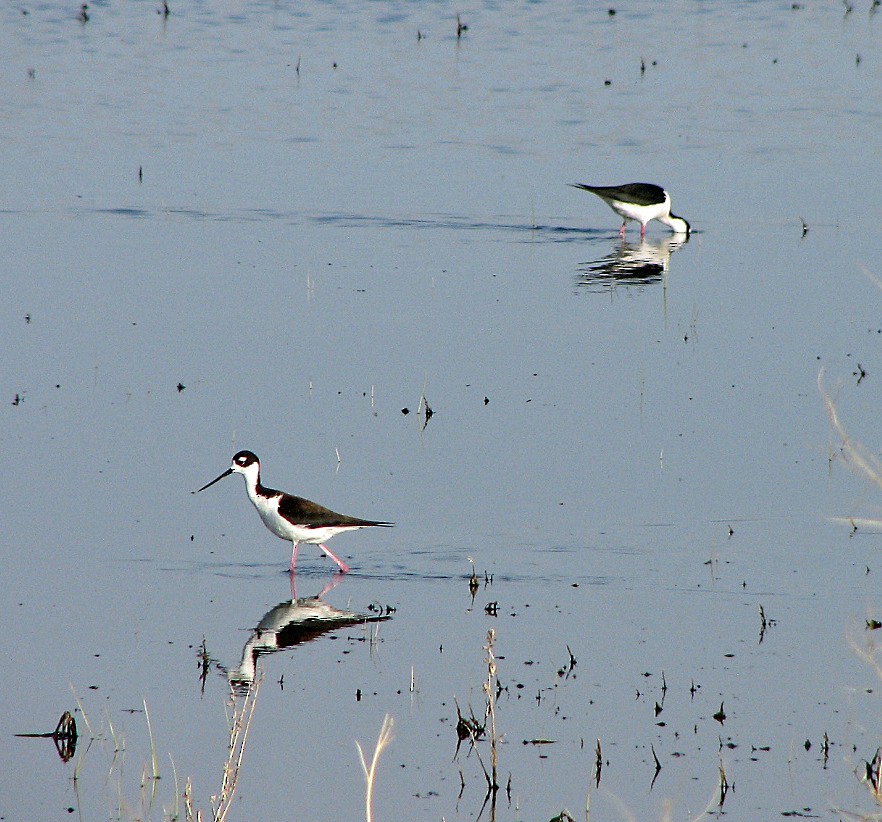 Black-necked Stilt - ML35900151