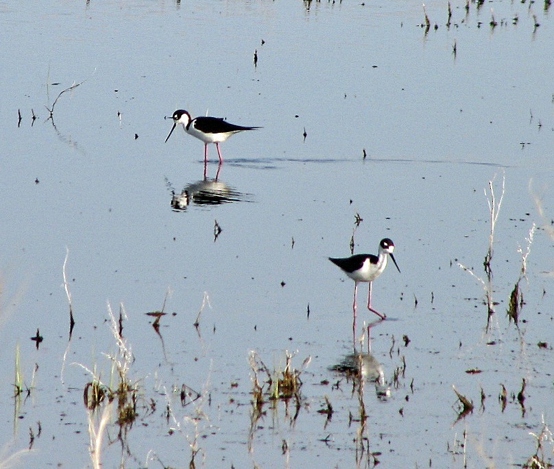 Black-necked Stilt - ML35900161