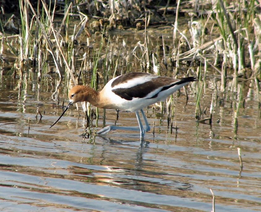 Avoceta Americana - ML35900191