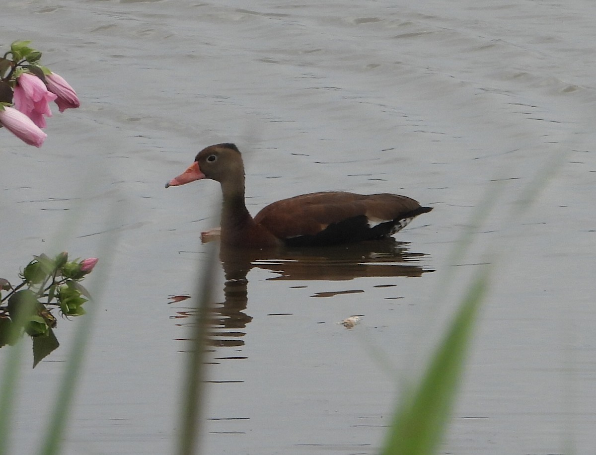 Dendrocygne à ventre noir - ML359001971