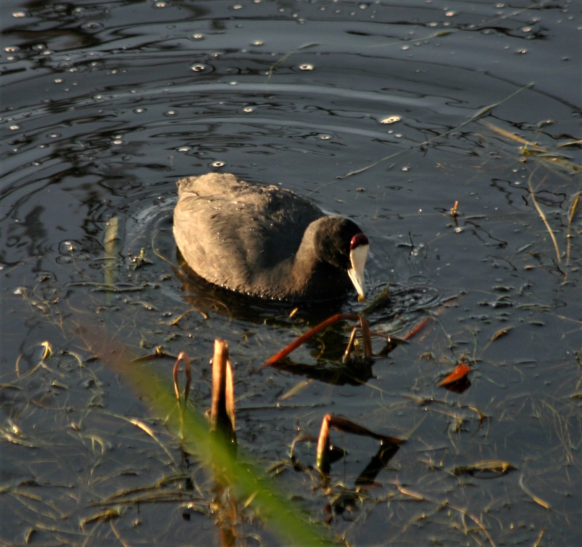 Red-knobbed Coot - ML359002201