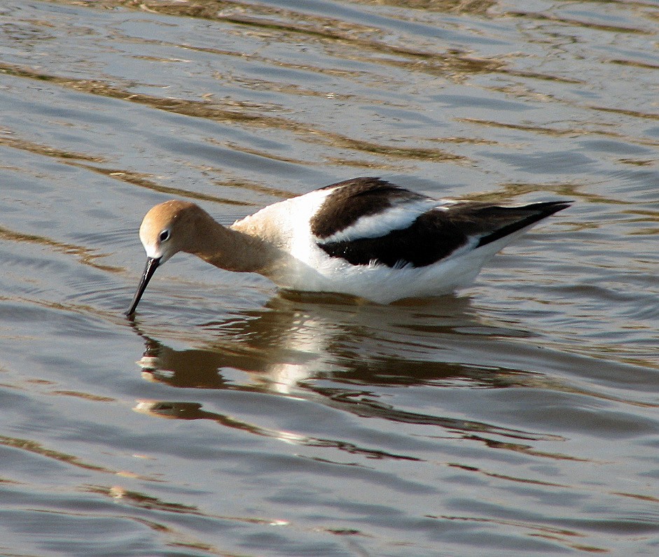 Avoceta Americana - ML35900231