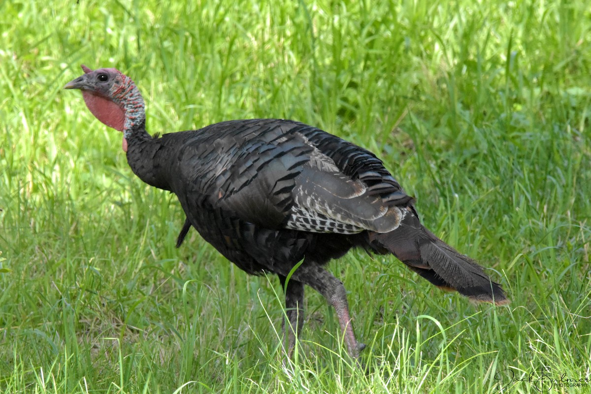 Wild Turkey - ML359002461