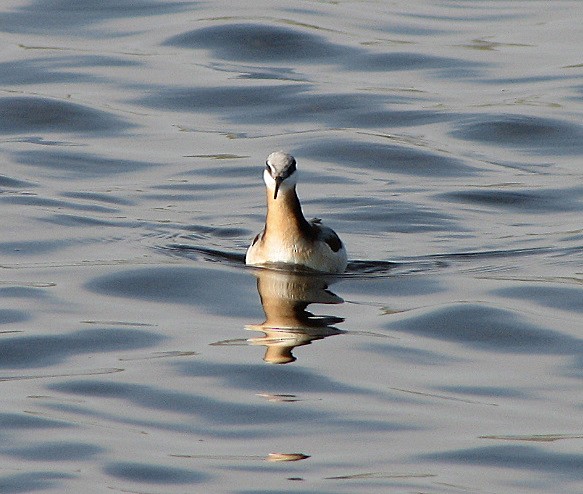 Wilson's Phalarope - ML35900261