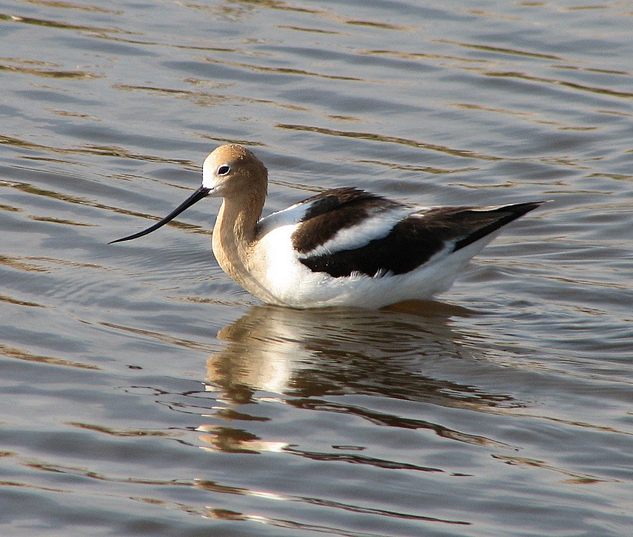 Avoceta Americana - ML35900281