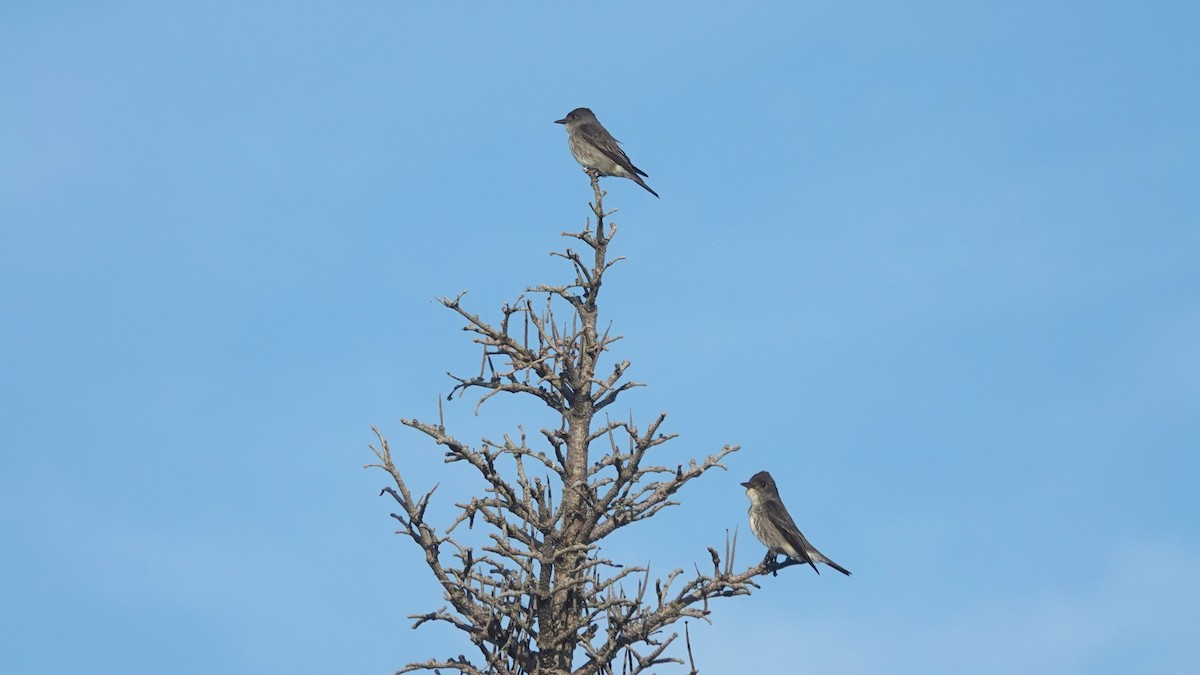 Olive-sided Flycatcher - Barry Day