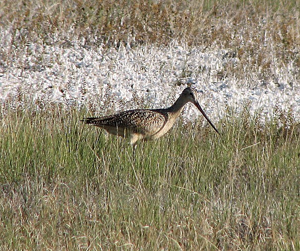 Marbled Godwit - ML35900301