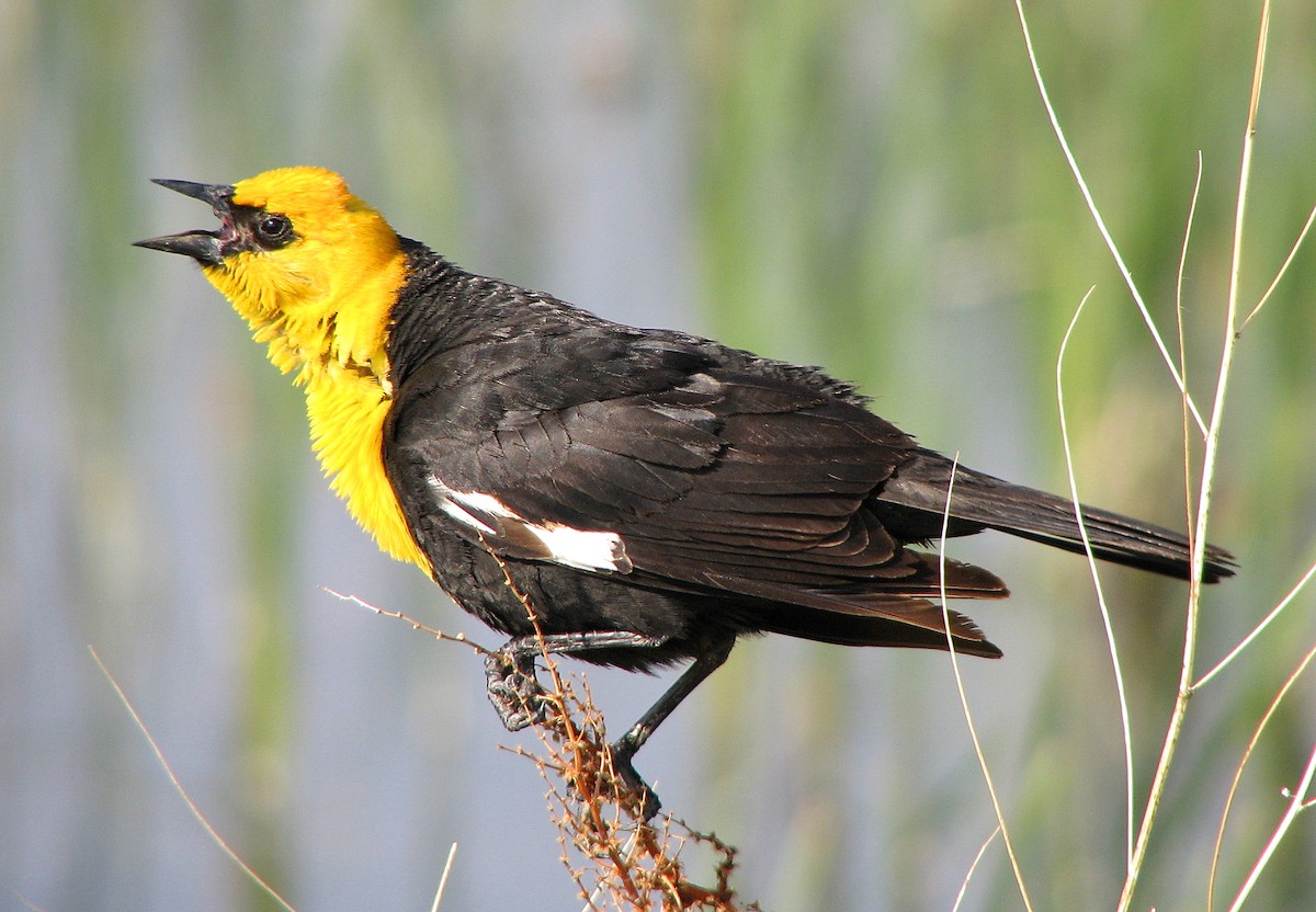 Yellow-headed Blackbird - Tom Gannon