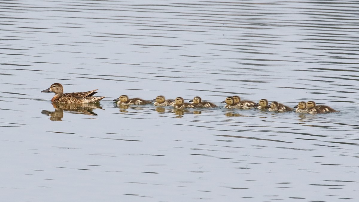 Cinnamon Teal - Mark Baldwin