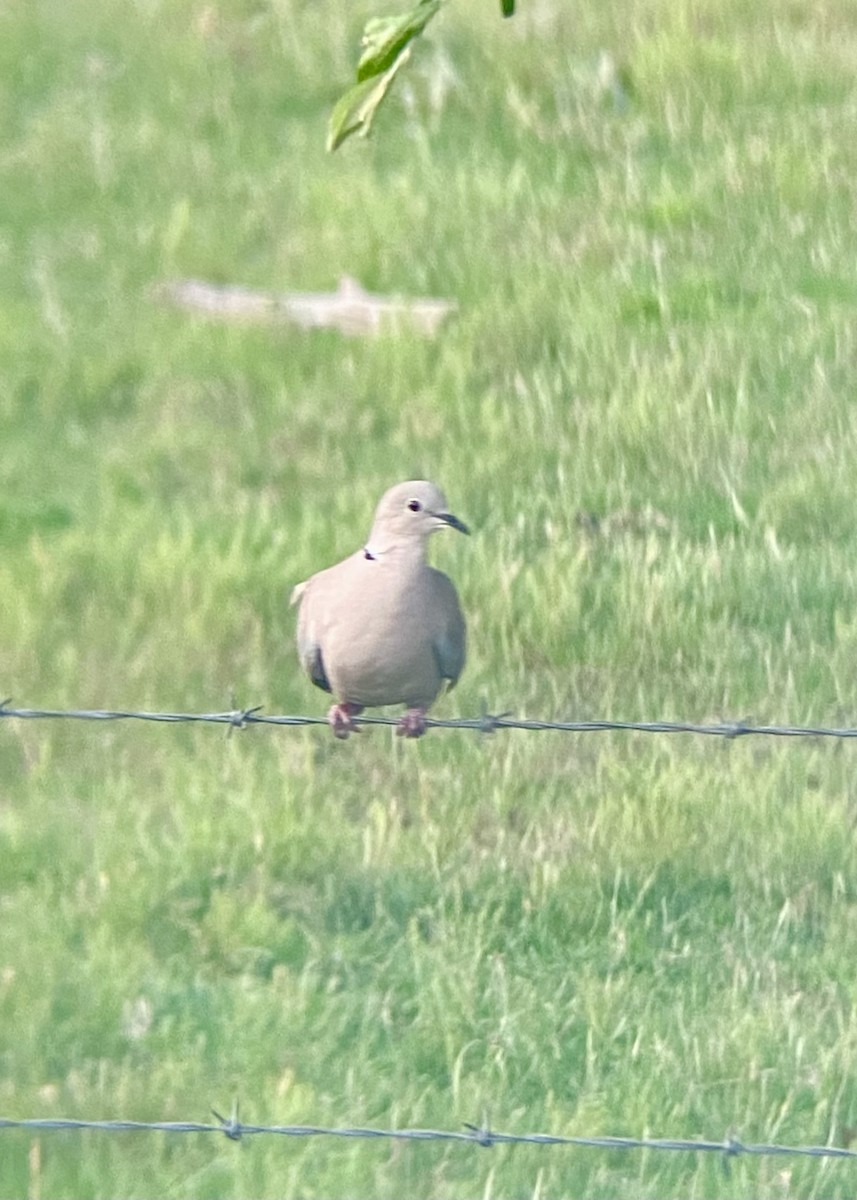 Eurasian Collared-Dove - ML359006571