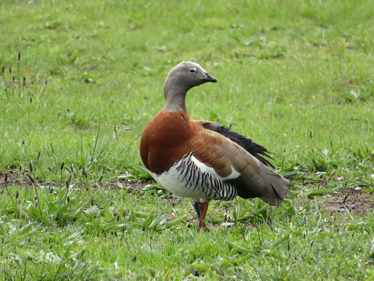 Cauquén Cabecigrís - ML359007441