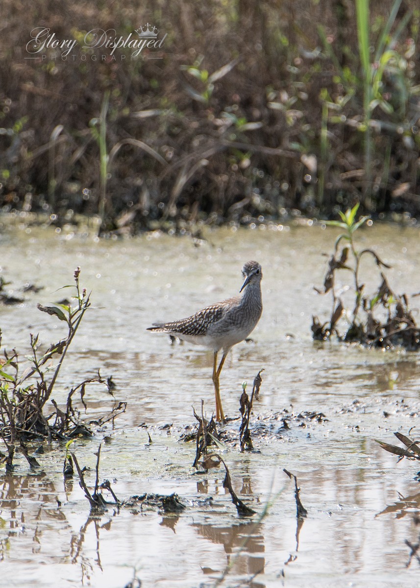 Lesser Yellowlegs - Rachel Justice