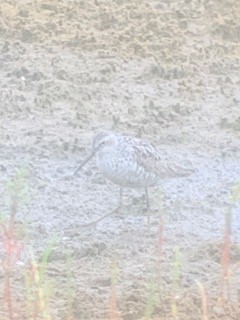 Stilt Sandpiper - ML359009081
