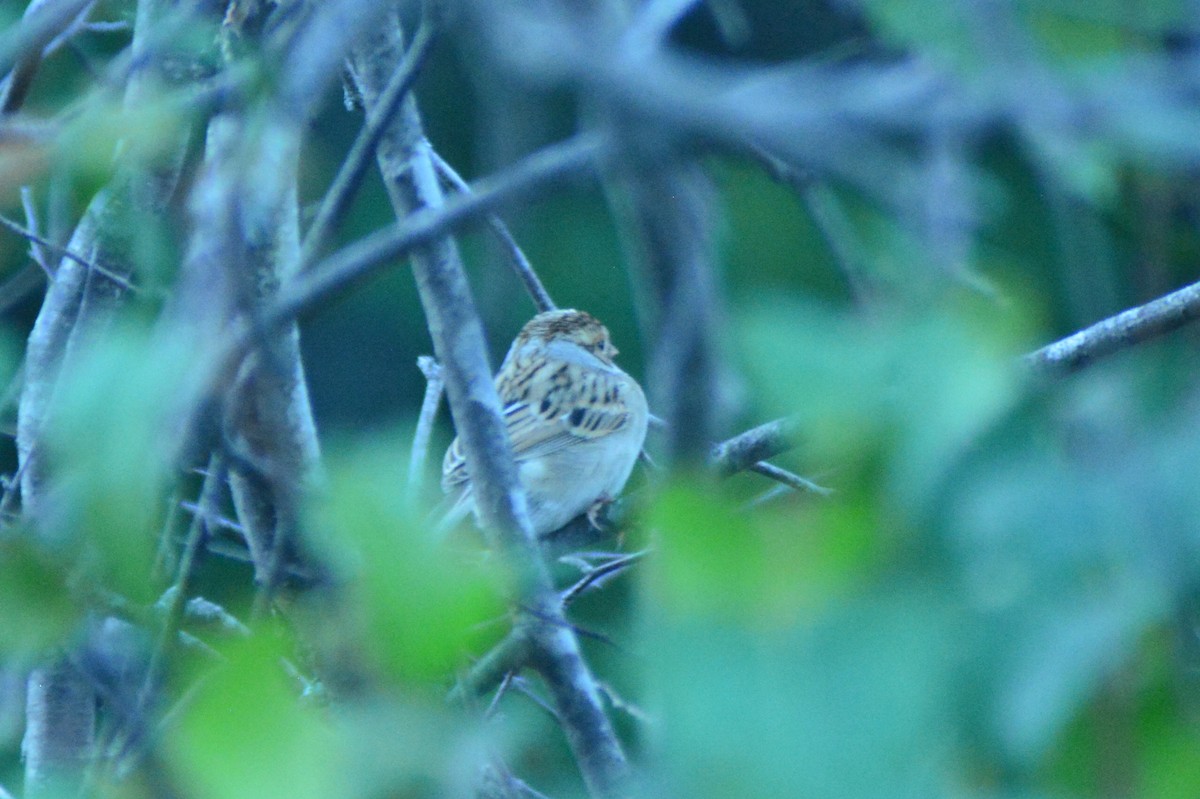 Clay-colored Sparrow - Dylan Jackson