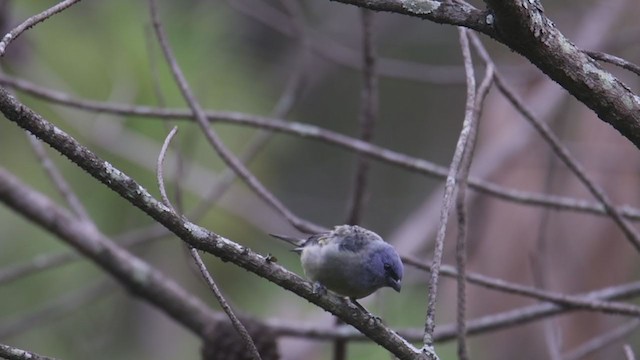 Yellow-winged Tanager - ML359009681