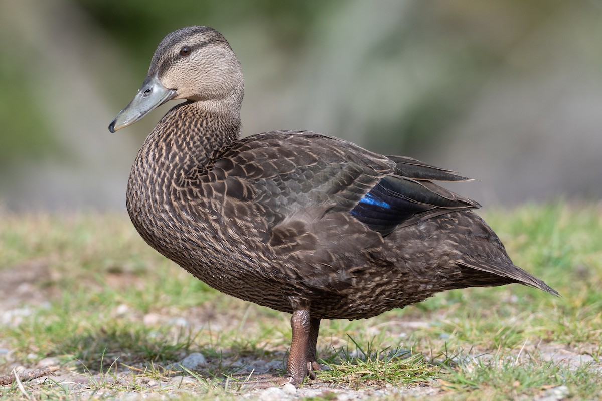 American Black Duck - ML359010061