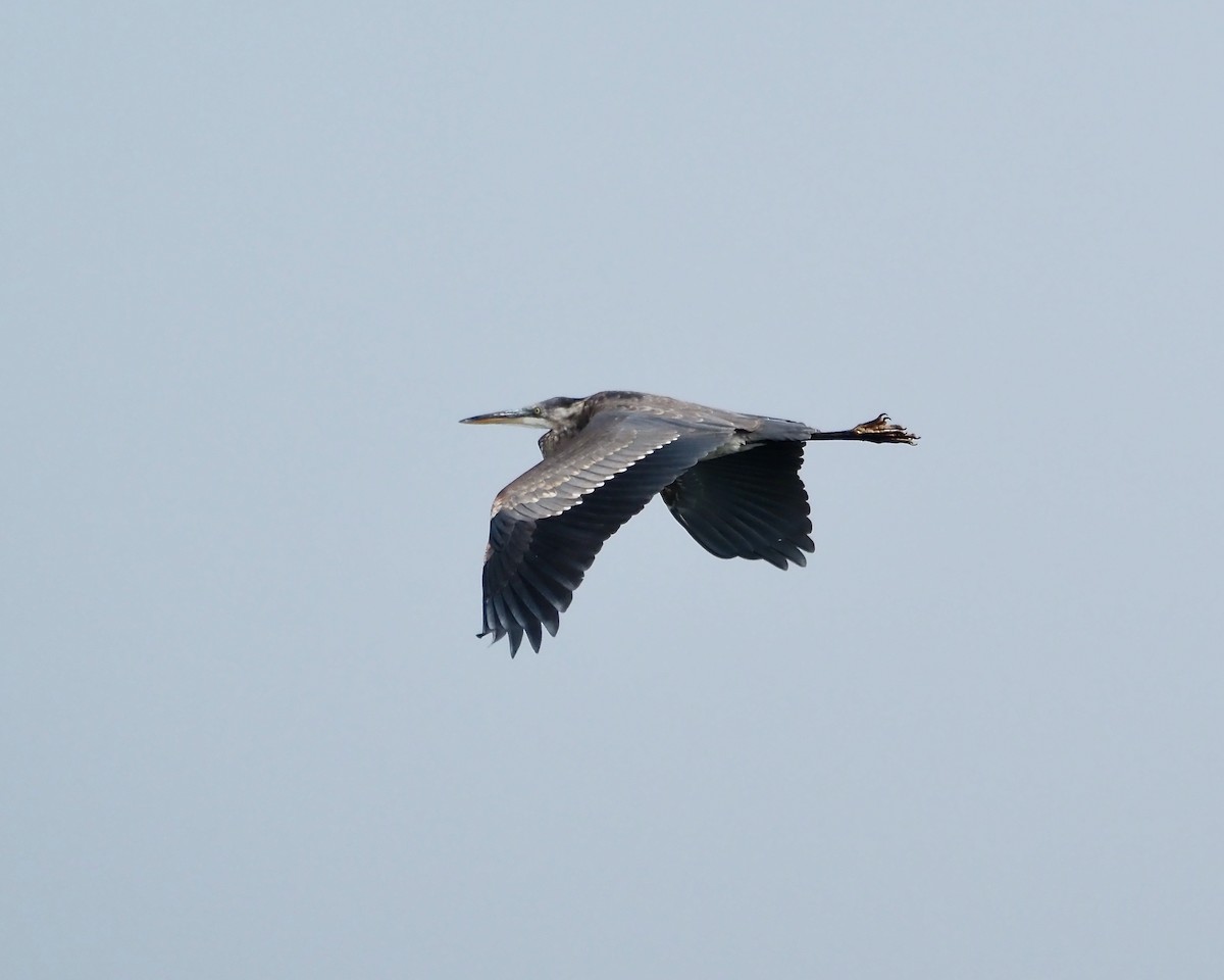 Great Blue Heron - ML359010521