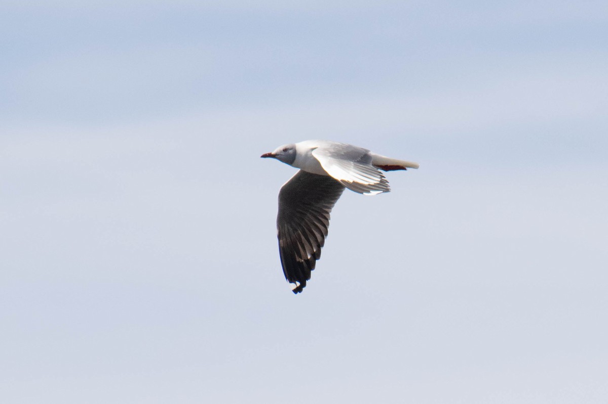 Gray-hooded Gull - ML359012411