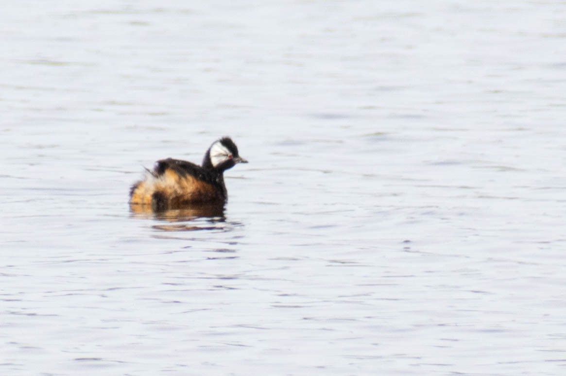 White-tufted Grebe - ML359012511