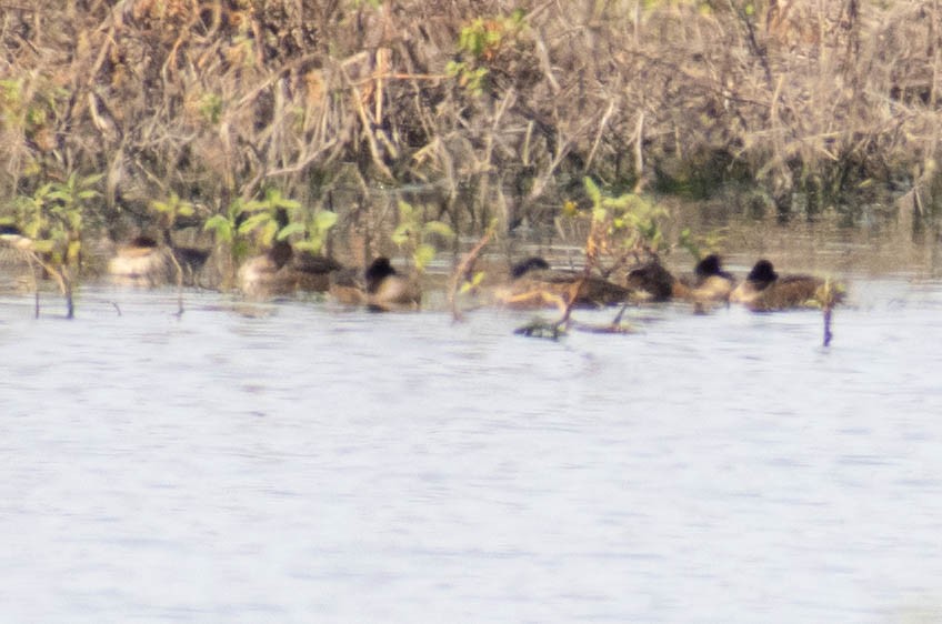 Black-headed Duck - Leandro Bareiro Guiñazú