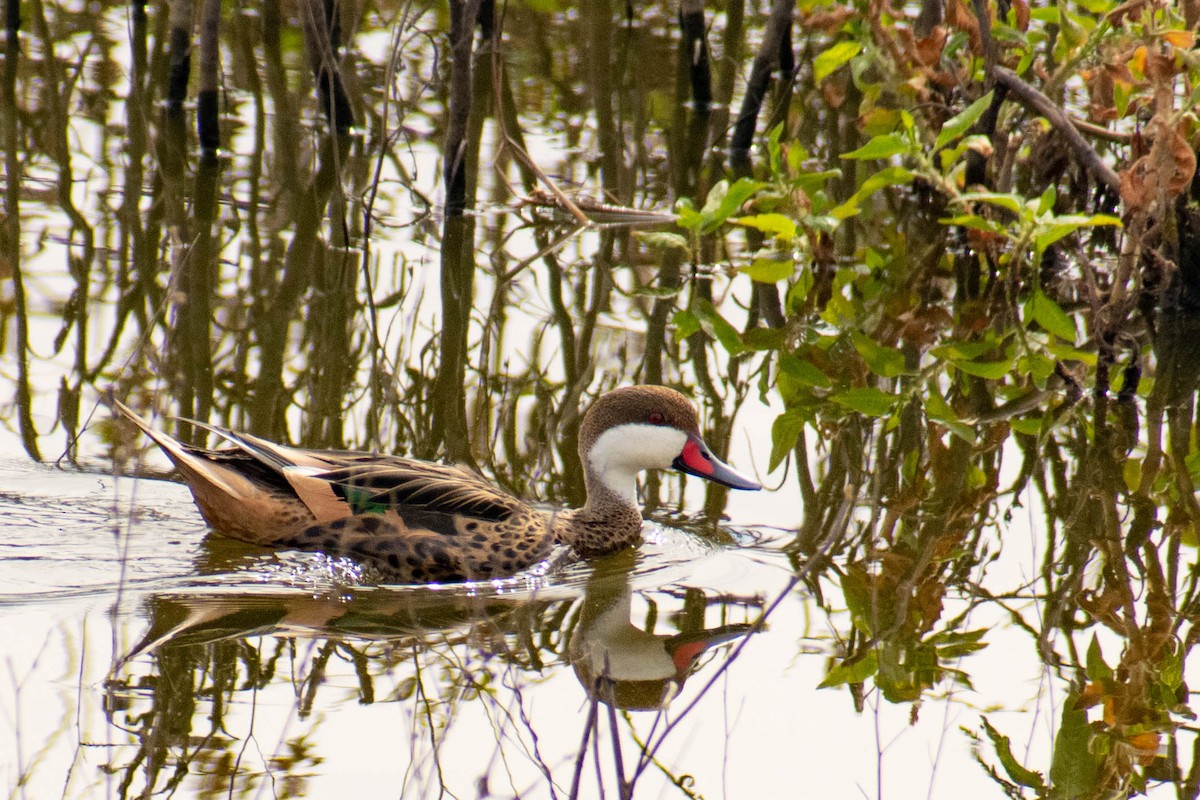 White-cheeked Pintail - ML359013261