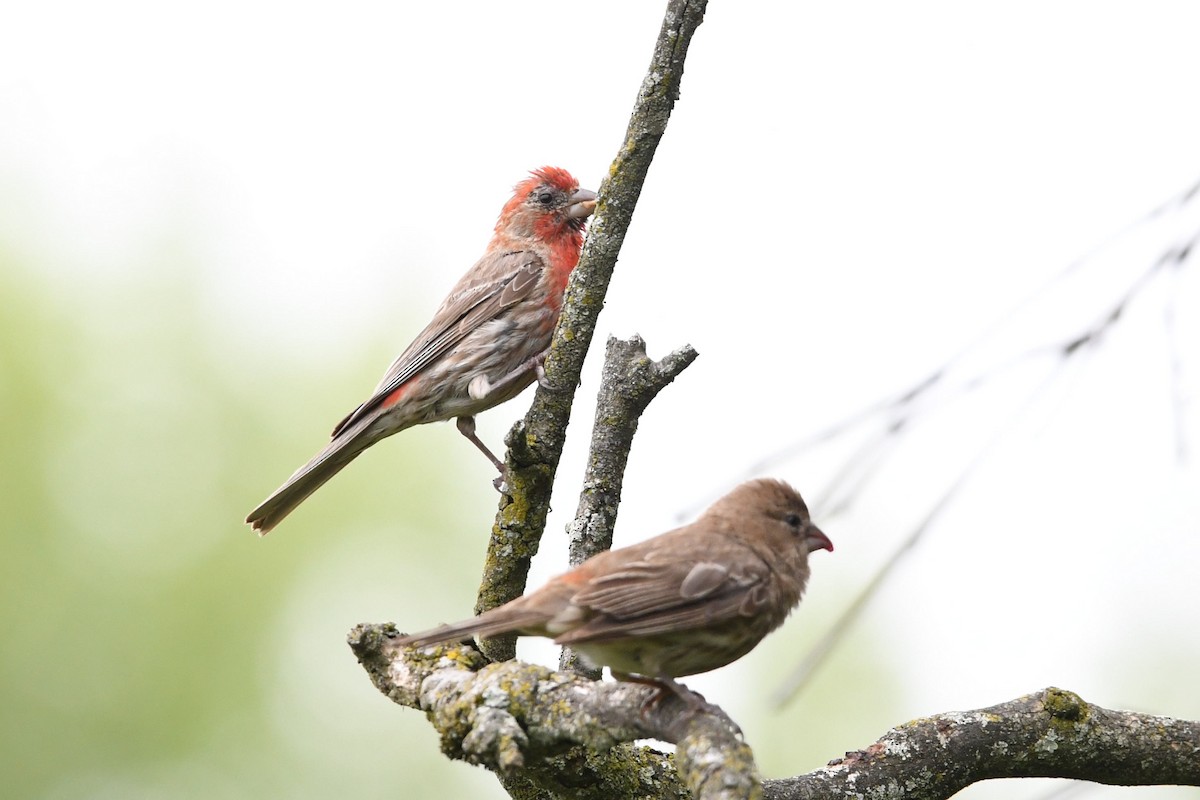 House Finch - Barry Blust