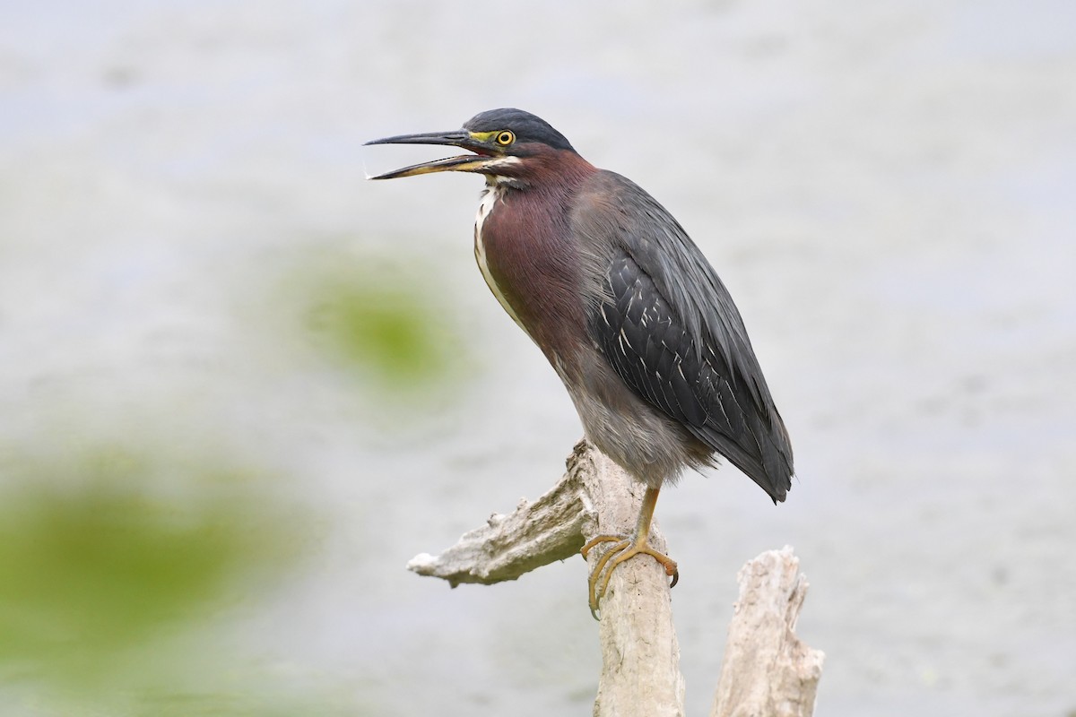 Green Heron - ML359017231