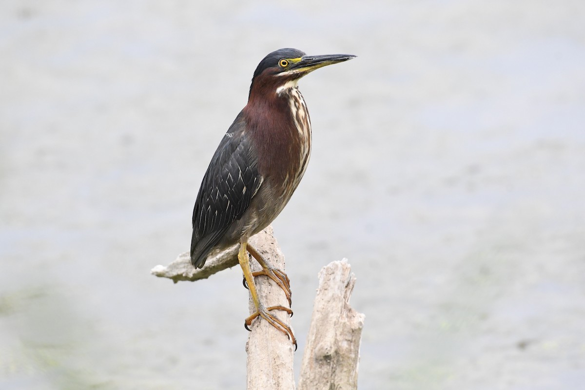 Green Heron - ML359017251