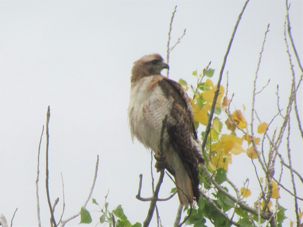 Red-tailed Hawk - ML359020141