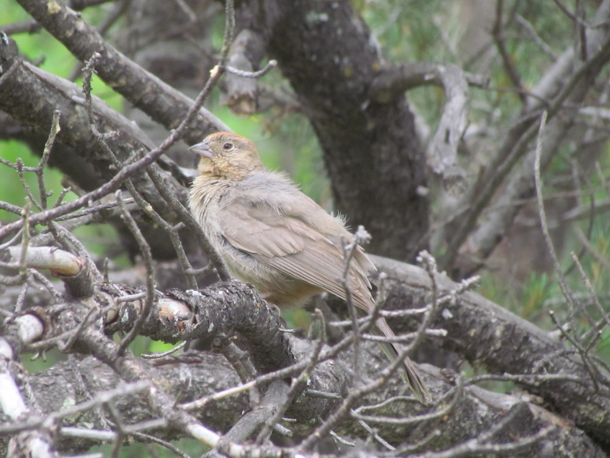 Canyon Towhee - ML359020371