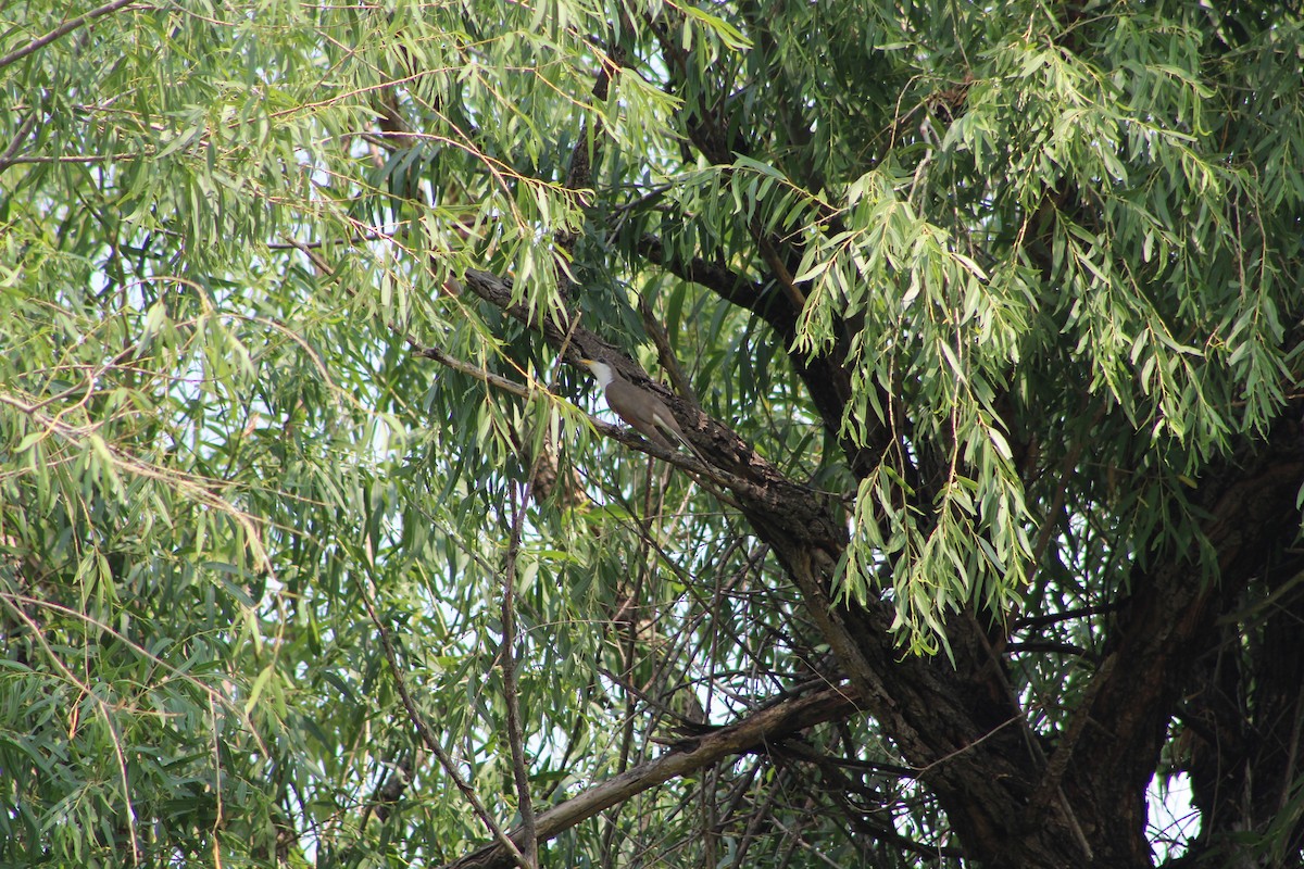 Yellow-billed Cuckoo - ML359021021