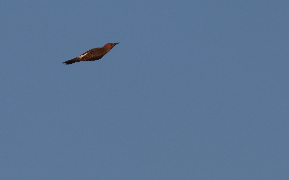 Northern Flicker (Yellow-shafted) - ML359023001