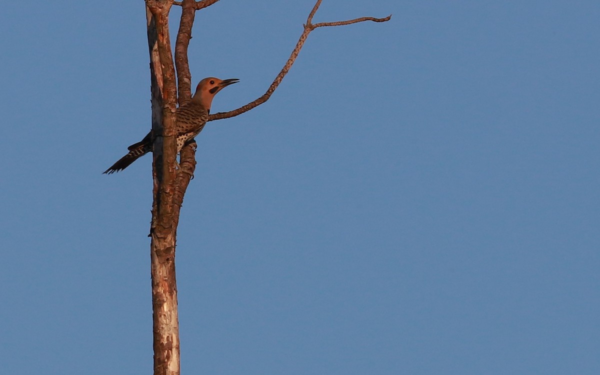 Northern Flicker (Yellow-shafted) - ML359023021