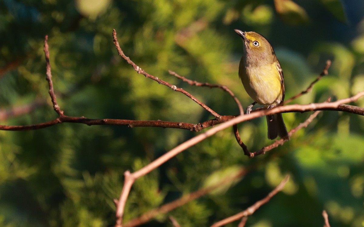 Ak Gözlü Vireo - ML359023251