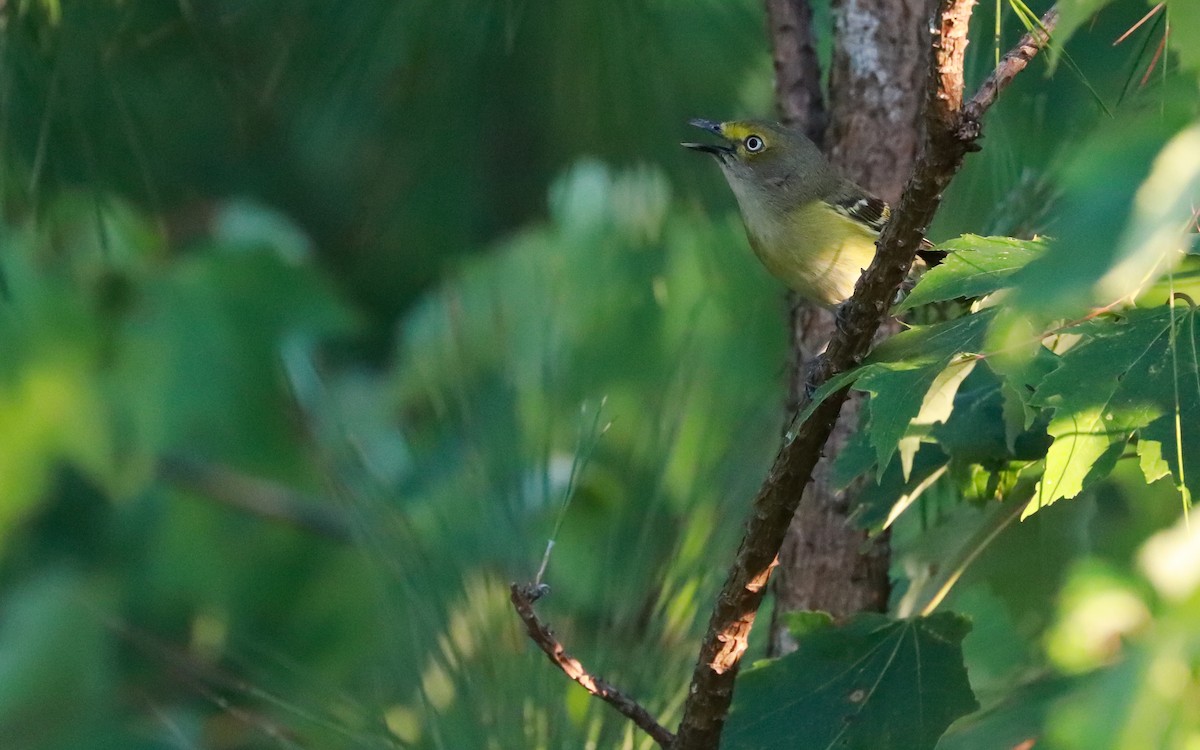 Ak Gözlü Vireo - ML359023291