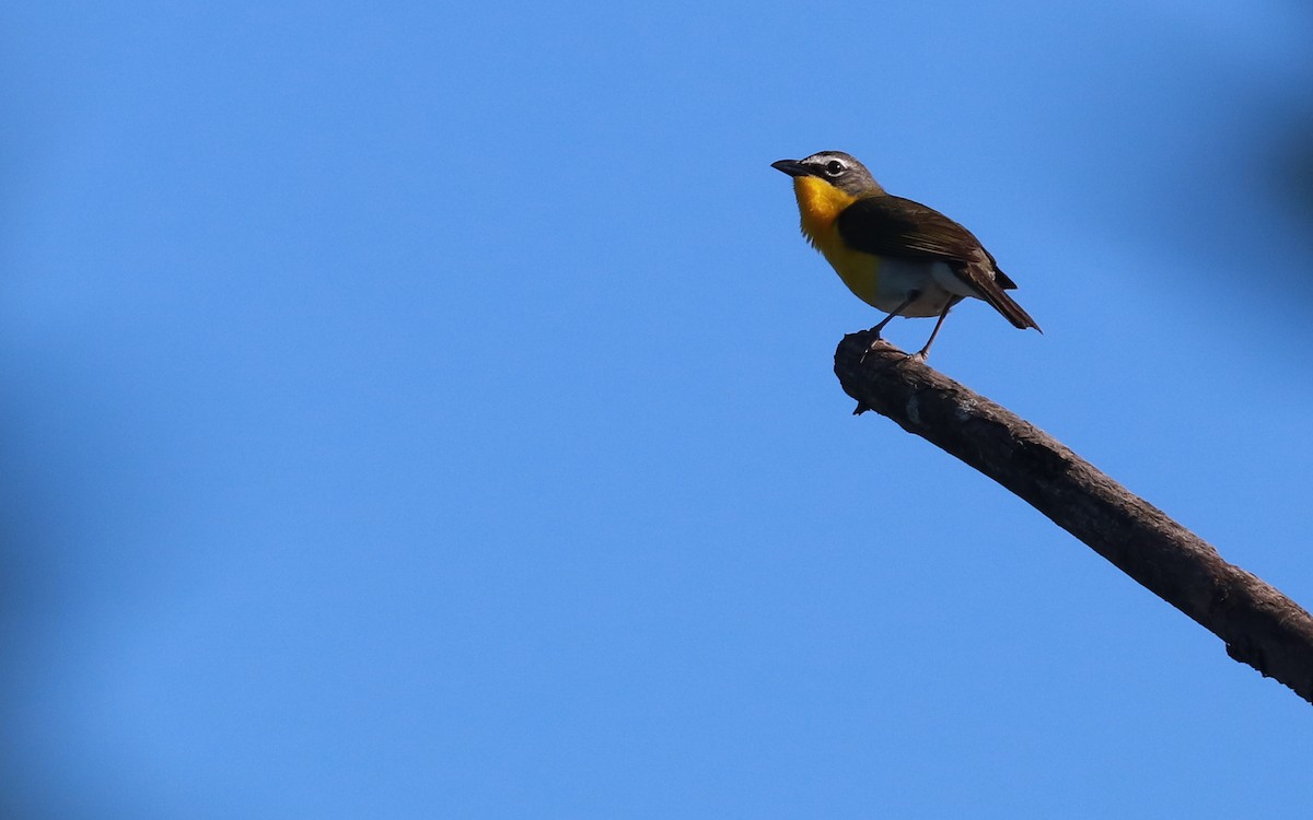 Yellow-breasted Chat - ML359023361