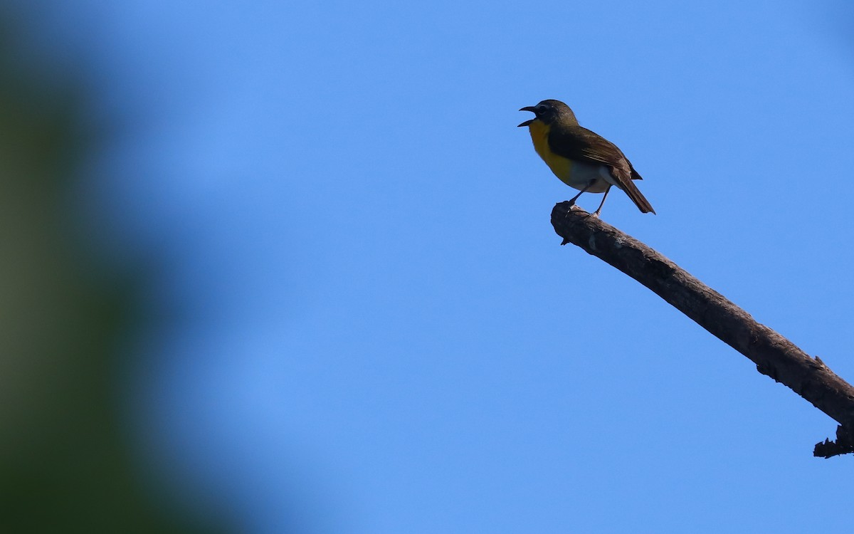 Yellow-breasted Chat - ML359023391