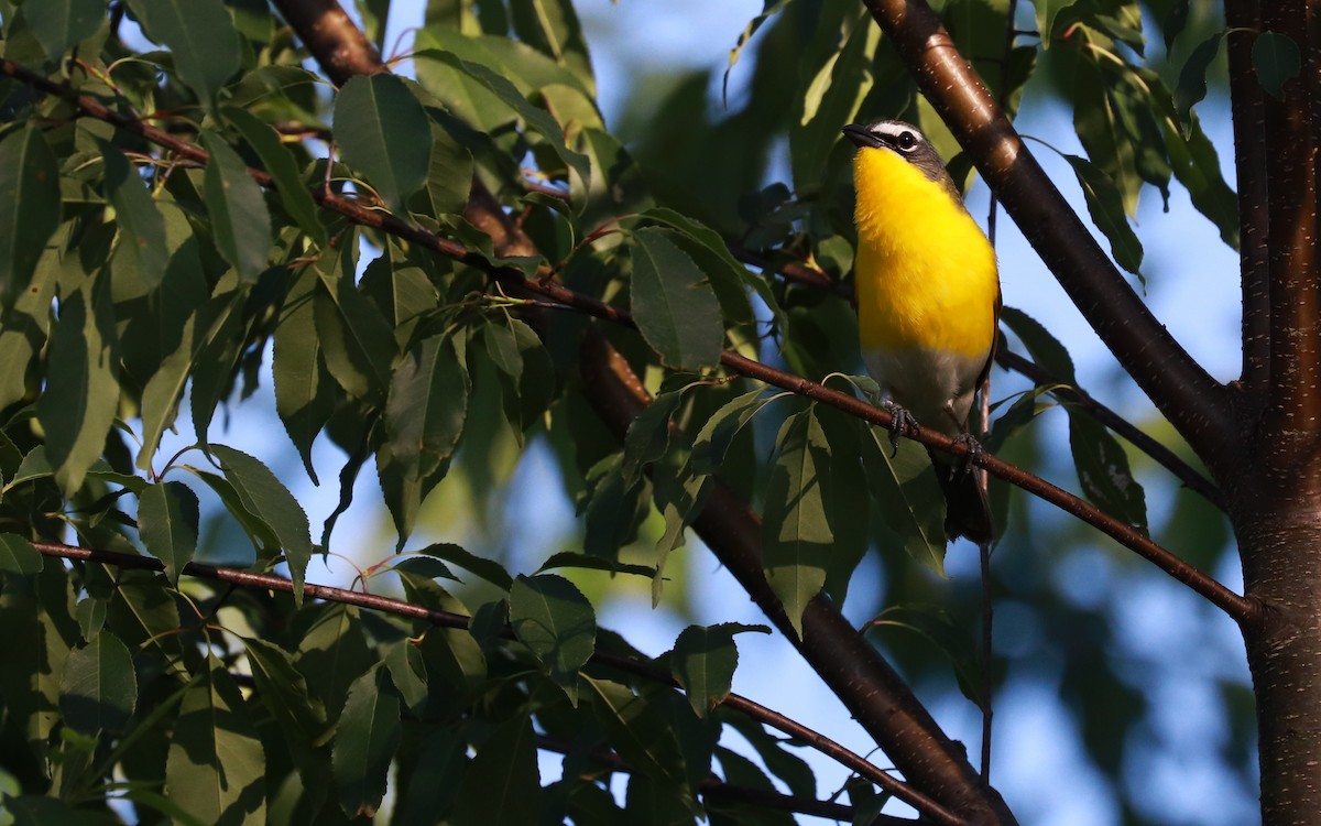 Yellow-breasted Chat - ML359023421