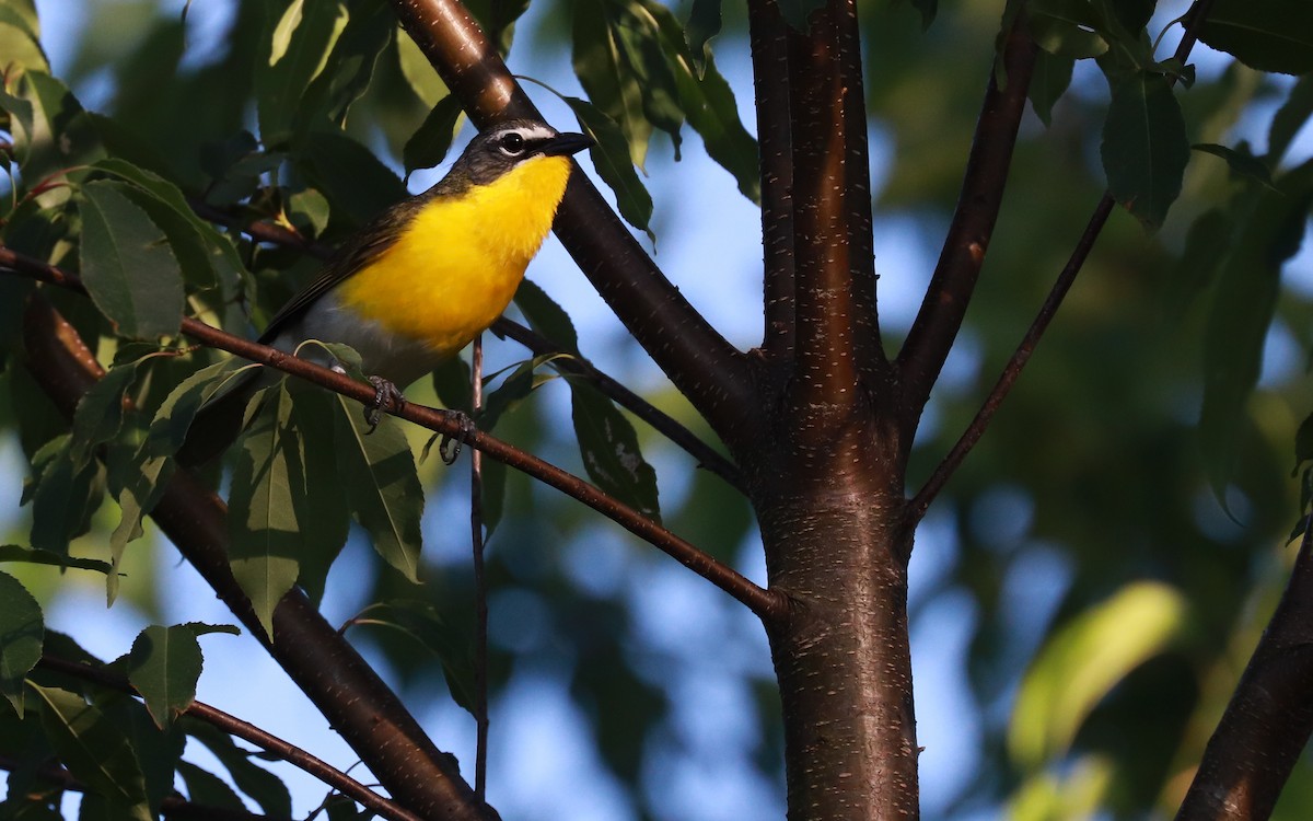 Yellow-breasted Chat - ML359023431