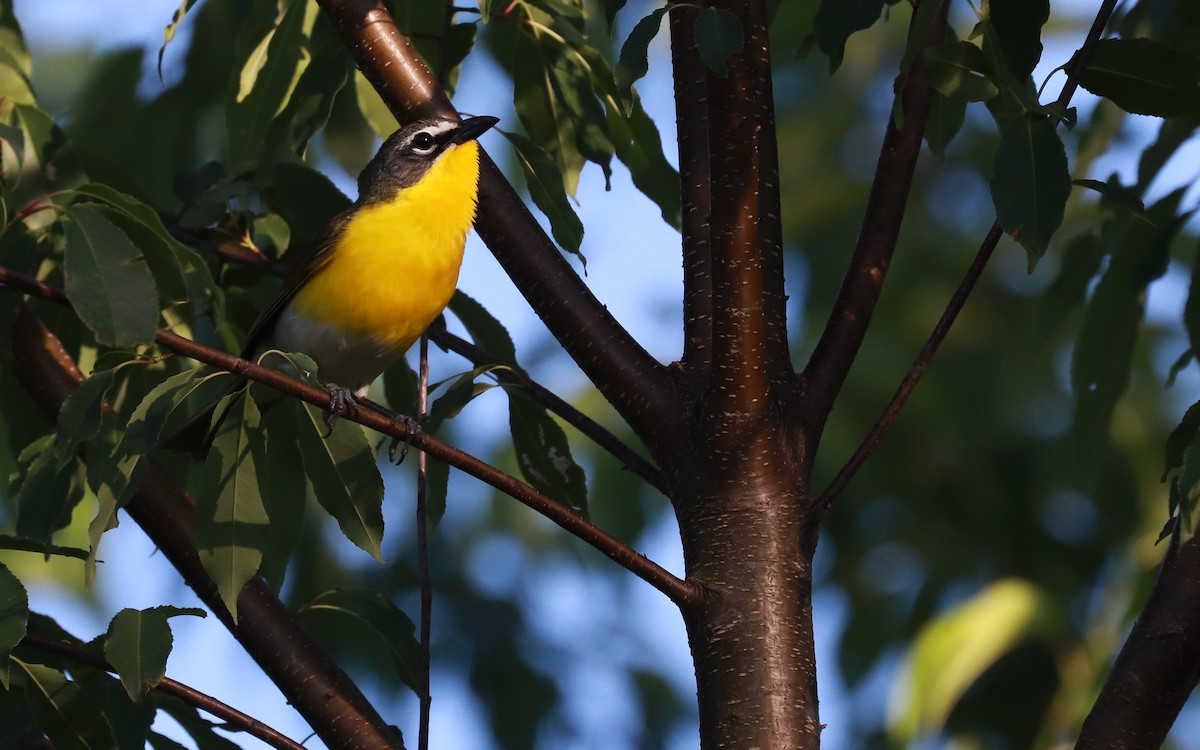 Yellow-breasted Chat - ML359023441