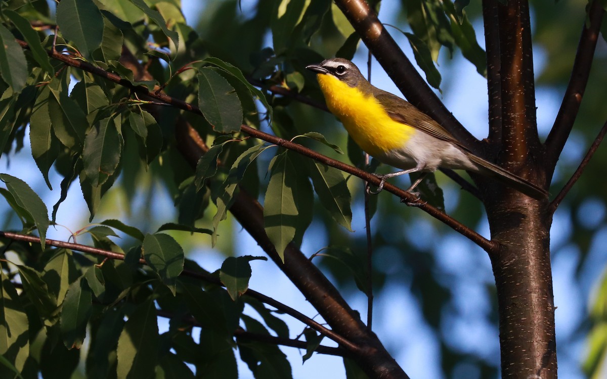 Yellow-breasted Chat - ML359023451