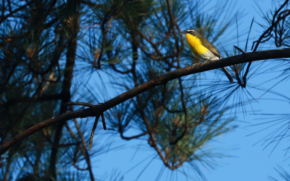 Yellow-breasted Chat - ML359023601