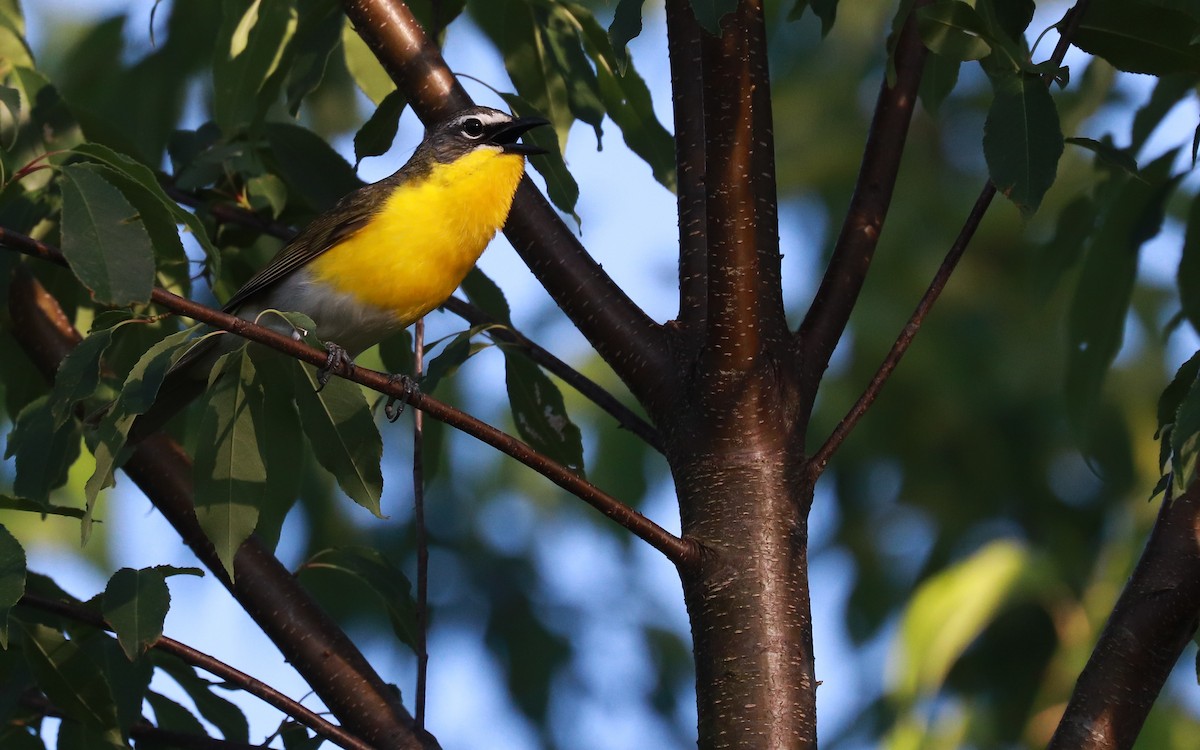 Yellow-breasted Chat - ML359023611