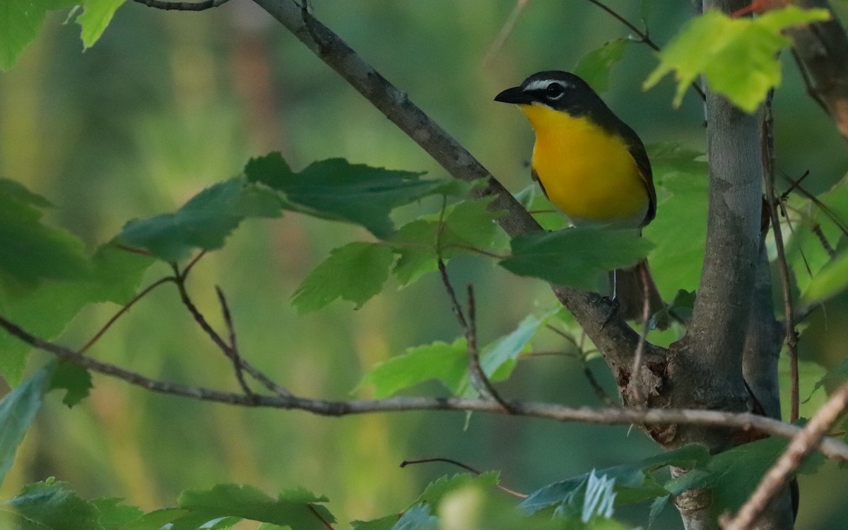 Yellow-breasted Chat - ML359023641