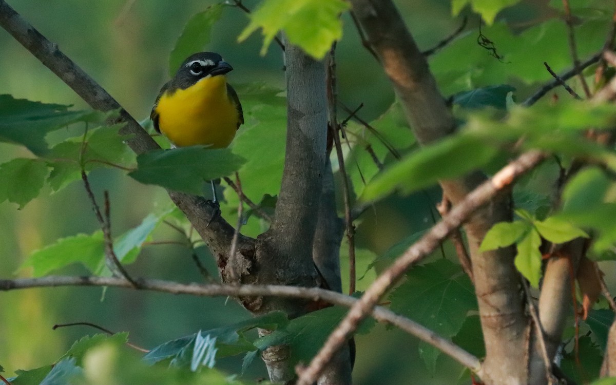 Yellow-breasted Chat - ML359023651