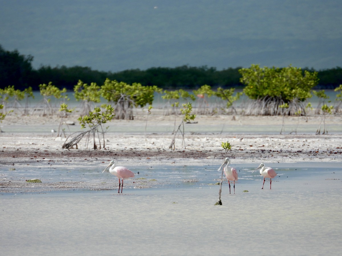 Roseate Spoonbill - Alejandra Pons