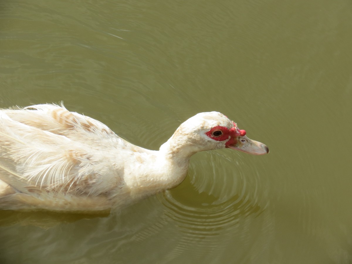 Muscovy Duck (Domestic type) - ML359023961